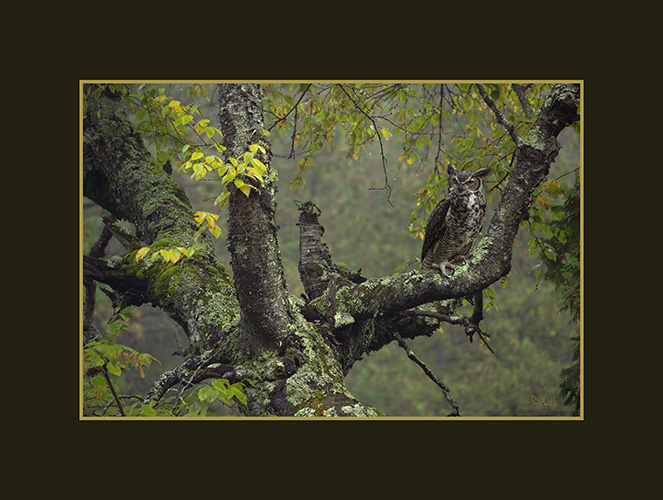 Yellow Birch Tree